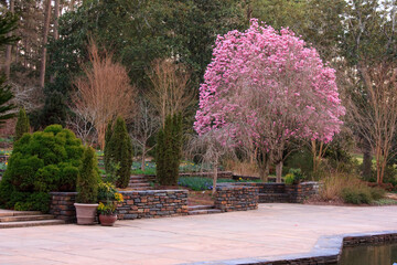 Sarah P. Duke gardens in an early spring afternoon with a blooming magnolia tree
