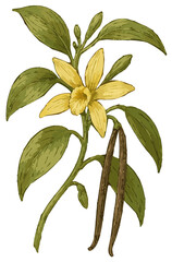 Vanilla planifolia illustration