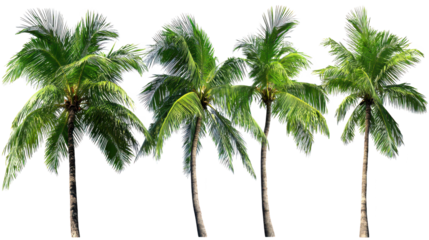 Four palm trees standing against bright sky background view of three tropical palm trees reaching towards bright sky