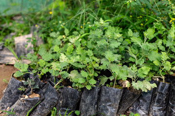 Young Green Chrysanthemum Seedlings Growing in Black Polybags