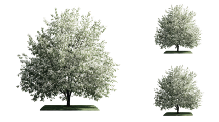 White leafed trees form serene natural scene three white leaved trees showcased with striking foliage