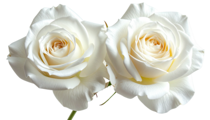 Two elegant white roses, soft petals and gentle light