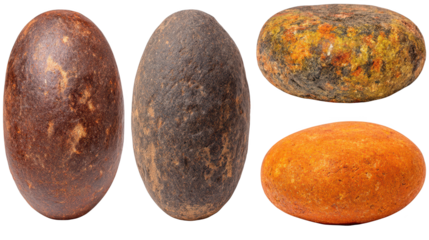 Diverse collection of five distinct egg types group of five different eggs each with unique features