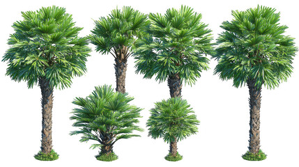 Palm tree stands tall its fronds swaying gently transparent image showcases tropical palm tree specimen