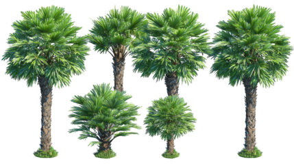 Palm tree stands tall its fronds swaying gently transparent image showcases tropical palm tree specimen