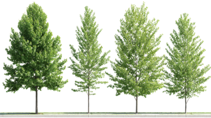 White leaved trees stand tall under vast sky unique trees feature vibrant white foliage