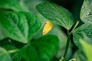 This is a close-up photograph focusing on a small, bright yellow butterfly perched on the underside of a large, green leaf.