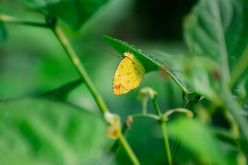 This is a close-up photograph focusing on a small, bright yellow butterfly perched on the underside of a large, green leaf.