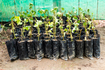 Group of Young Seedling Plants Growing in Black Plastic Polybags.