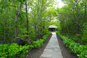 Obraz premium hut in the spring forest