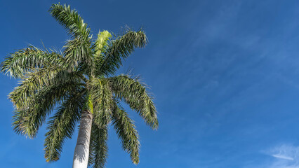 A tall royal palm tree Roystonea regia. Sprawling green leaves of the crown against the background of blue sky and clouds. Bottom-up view. The left corner. Cuba