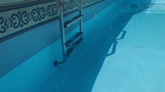 Stainless Steel Pool Ladder and Frog in Water