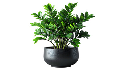 Zamioculcas plant with shiny leaves in dark pot, isolated