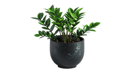 ZZ plant in dark grey pot. Simple and modern. Isolated