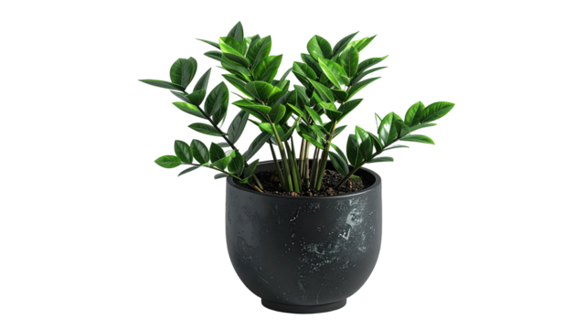 ZZ plant in dark grey pot. Simple and modern. Isolated