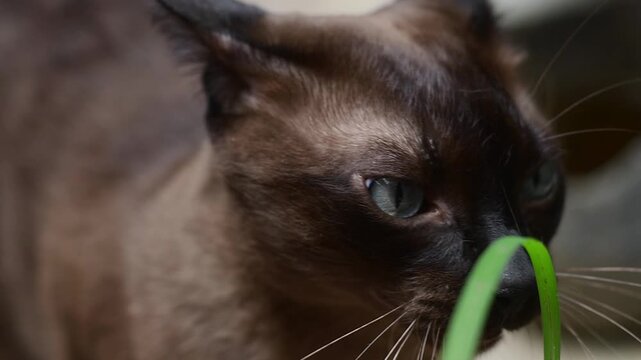 Close up Cute Cat grass biting green grass with fiber and folic acid that act as natural laxative. Healthy eating