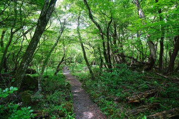 Obraz premium fine path in the lively spring forest