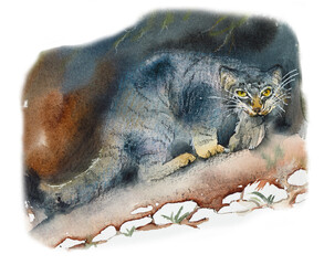 Pallas's cat caught a pika. Sketch wild cat. Wildlife scene. Watercolor hand drawing illustration