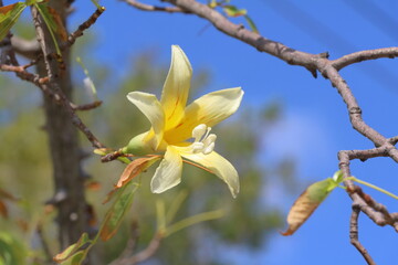 yellow flower on the tree with blue sky background, nature background.