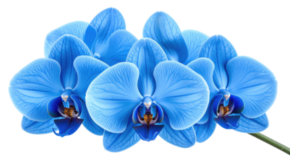 Blue orchid flowers in a group against a black background