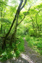 Fototapeta premium fresh green forest and path 