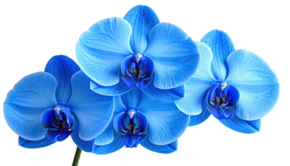 Azure orchid blooms clustered tightly
