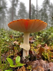mushroom in the forest