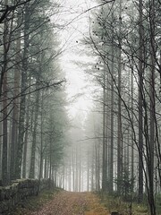 Obraz premium morning in the forest