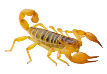 Golden Desert Scorpion Macro isolated on a transparent background