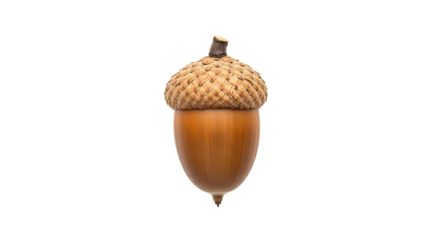 Single acorn Transparent studio shot of a brown nut isolated for use in autumn or nature-themed designs