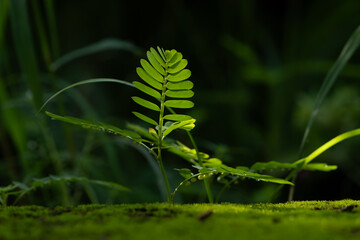 Hope concept with a new plant sprout (chamber bitter) growing on moss, backlit by sunlight.
