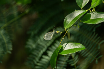 Close-up of a white butterfly (Psyche butterfly) with translucent wings on a green leafy branch