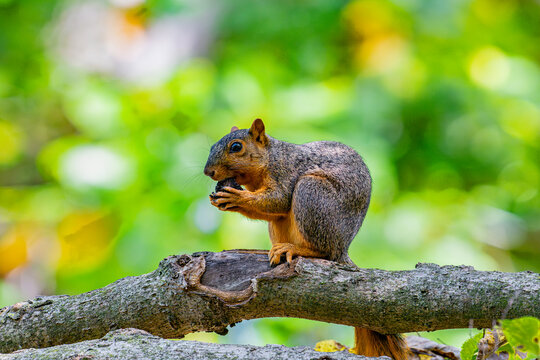 Squirrel eating a walnut