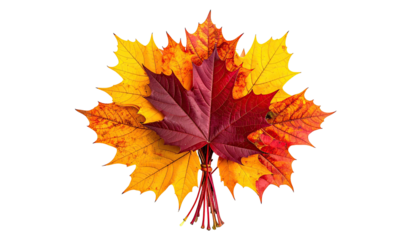 Autumn leaves bouquet red, orange, yellow on black background