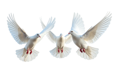 Three white doves flying against a dark, contrasting background