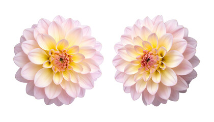 Two pale pink, yellow dahlias, side-by-side, isolated flowers
