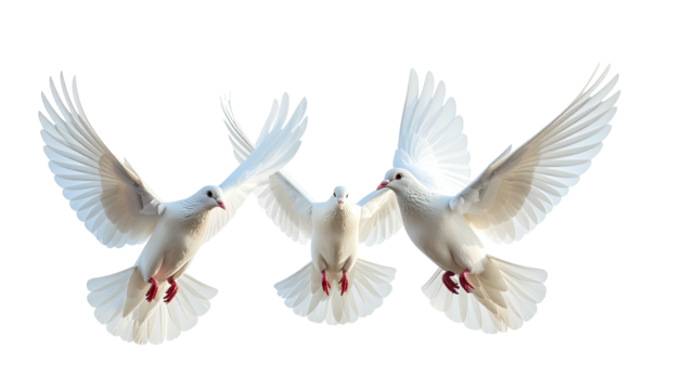 Three white doves flying against a dark, contrasting background