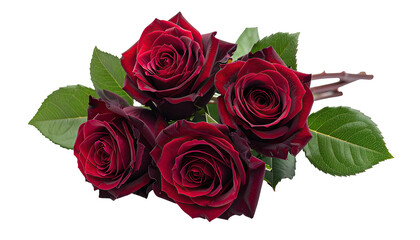Obraz premium Four dark red roses nestled amongst green leaves on black field