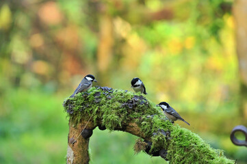 Bird Hide Photography