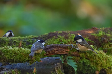 Bird Photography - Grey tit © WFox Photography