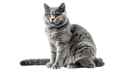 Alert grey cat sits, with bright orange eyes, against black