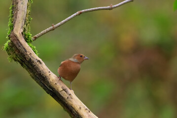 Bird Photography - Chaffinch