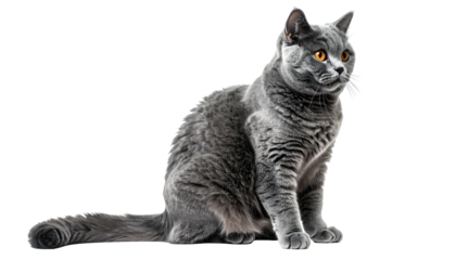 Blue-gray cat sitting, orange eyes, looking to the right