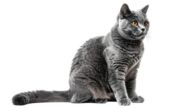 Blue-gray cat sitting, orange eyes, looking to the right