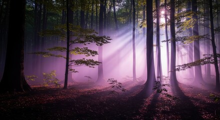 Obraz premium A mystical forest with sunbeams filtering through the trees, creating a dreamy atmosphere.