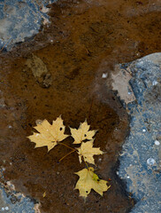 714-110 Maple Leaves in a Puddle