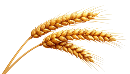 Three golden wheat stalks, ready for harvest, on a black backdrop
