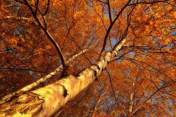 Brzoza jesienią © Studio Roslyn