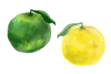 水彩風ゆずとカボスの柑橘イラストセット