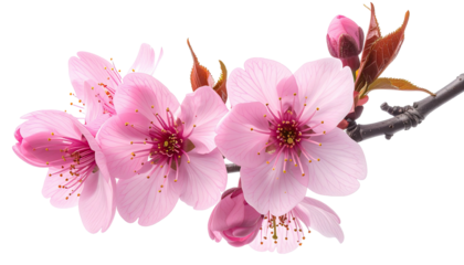 Pink blossoms on branch; flower petals and buds against dark